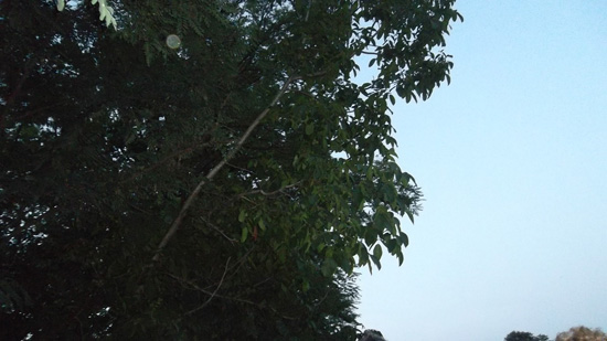 SAN BONICO ALBERO NOCE